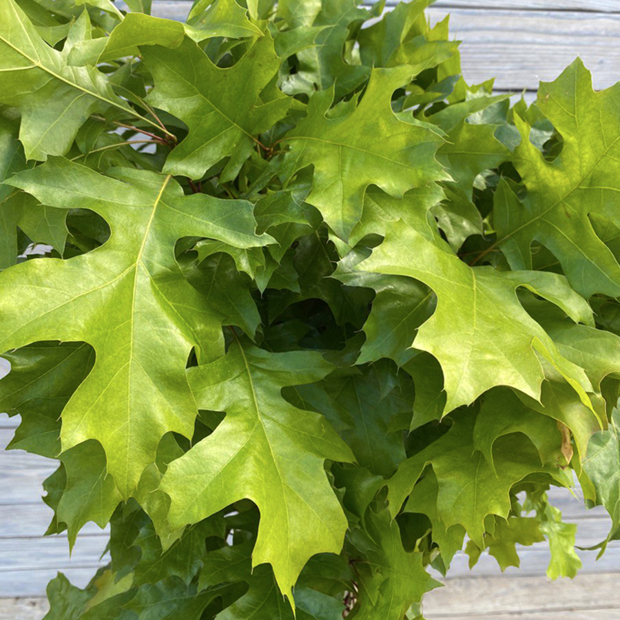 Превью изображения