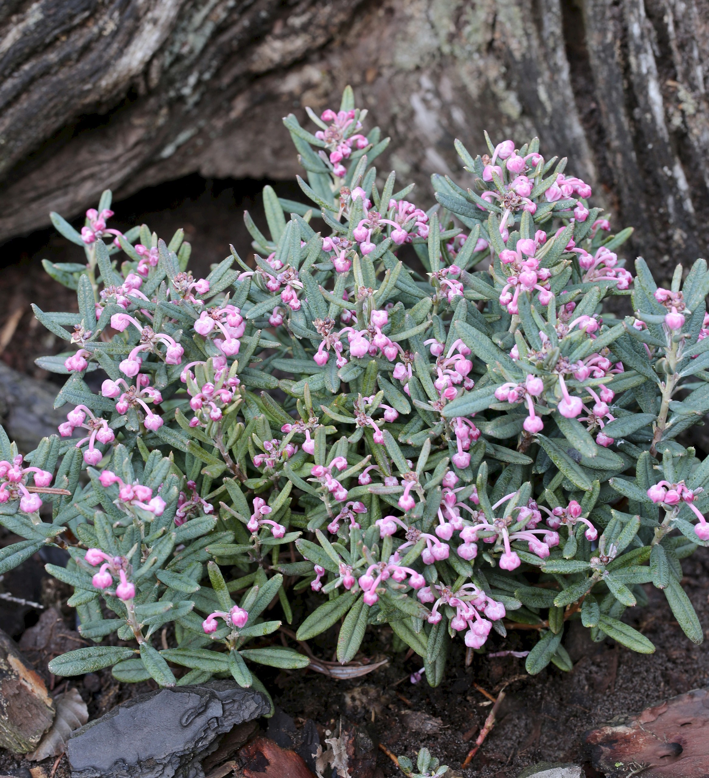 Превью изображения