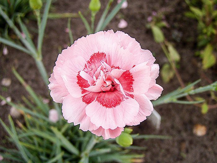 Превью изображения