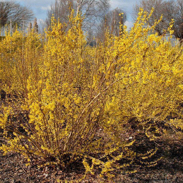 Превью изображения