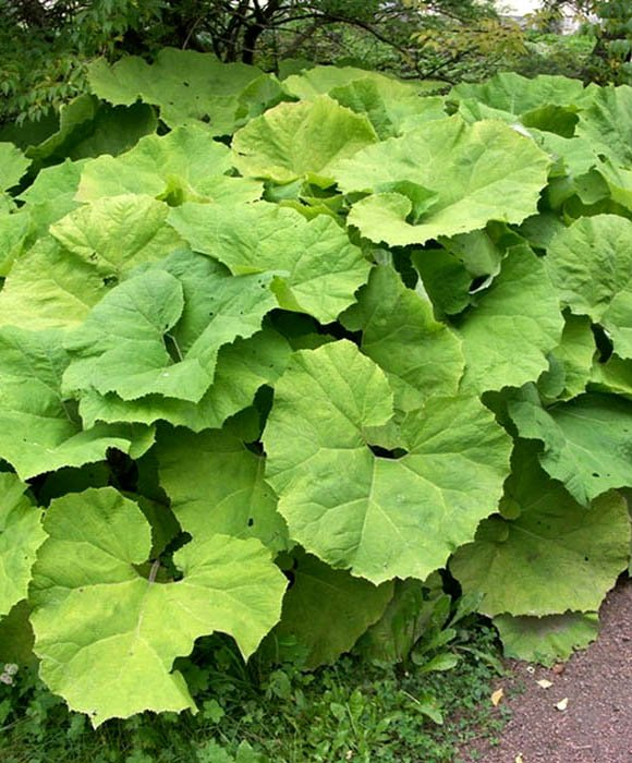 Превью изображения