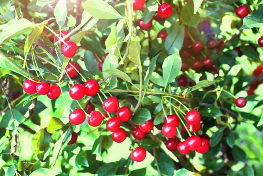 Превью изображения