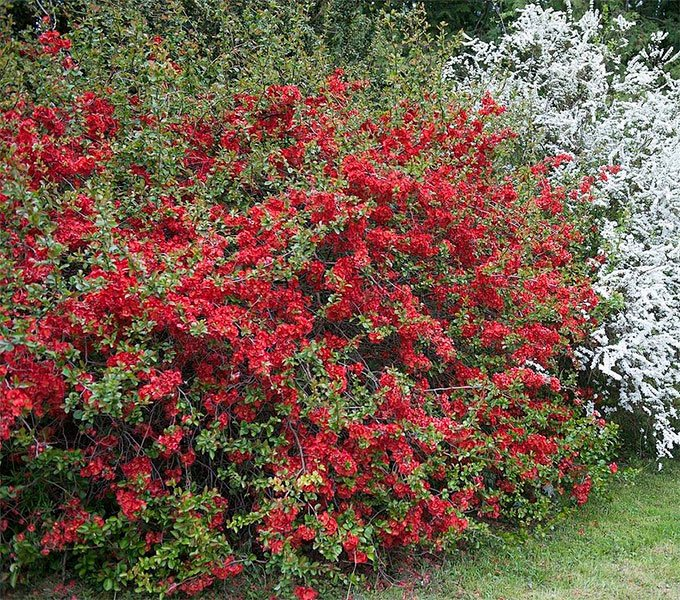 Превью изображения