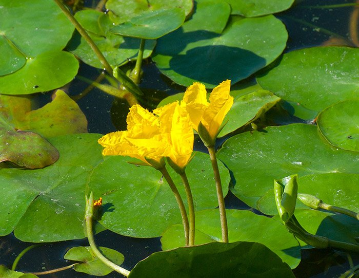 Превью изображения