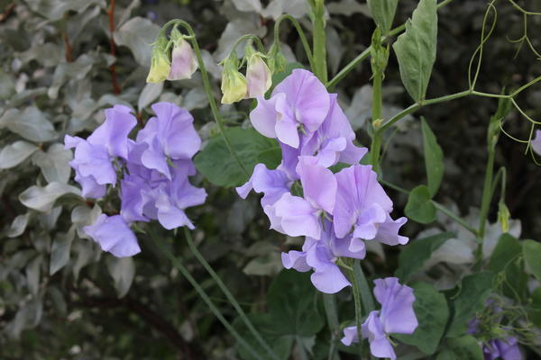 Превью изображения