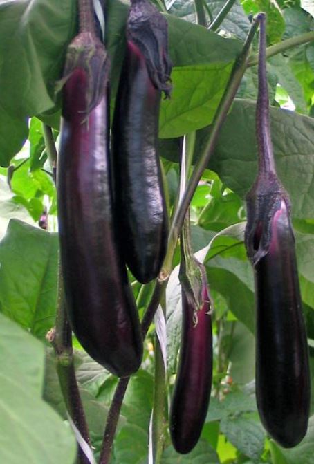 Превью изображения