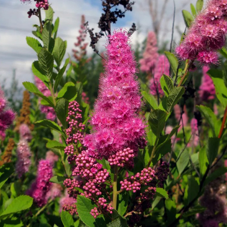 Превью изображения