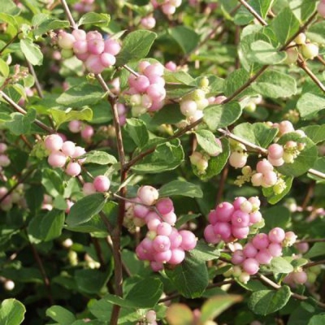 Превью изображения