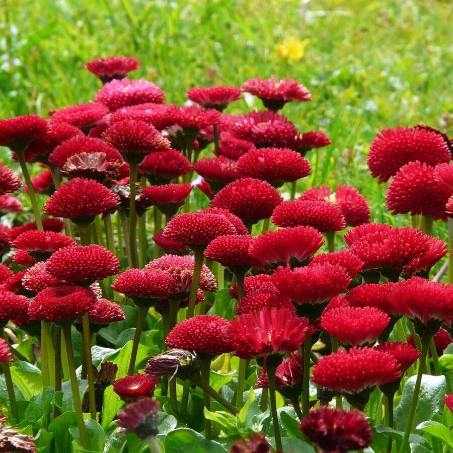 Превью изображения