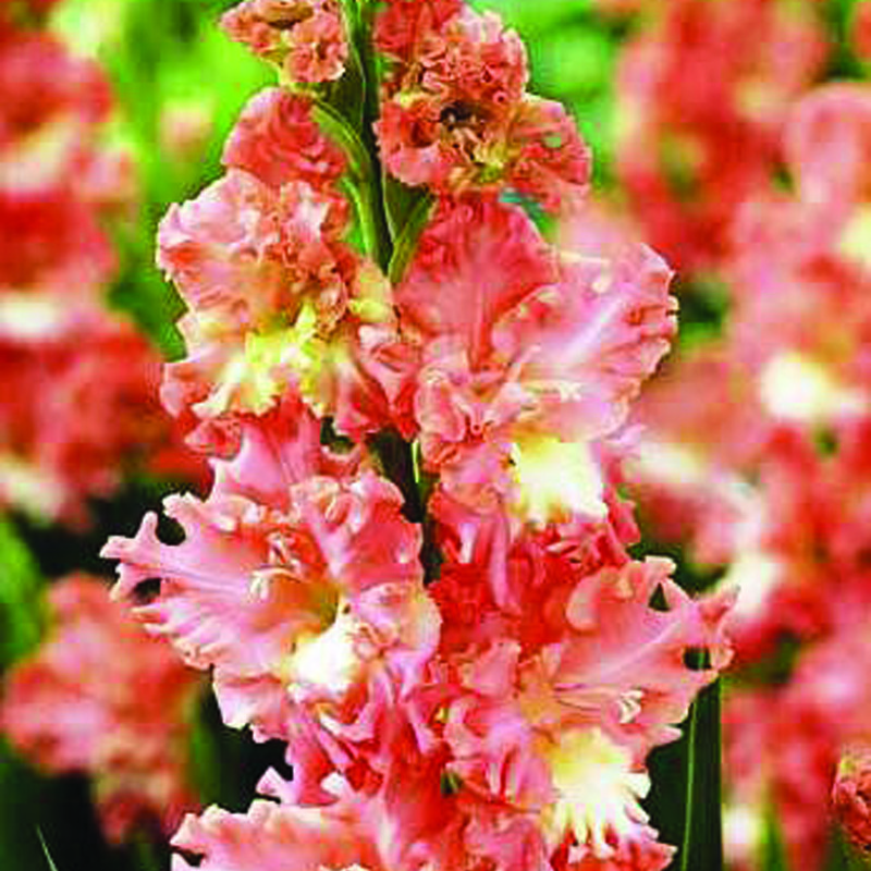 Превью изображения