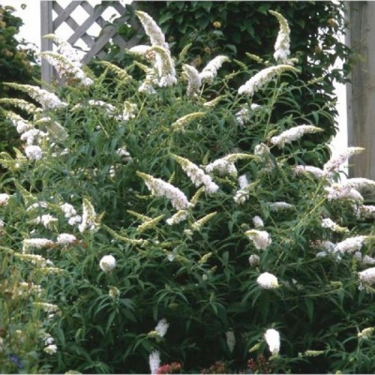 Превью изображения