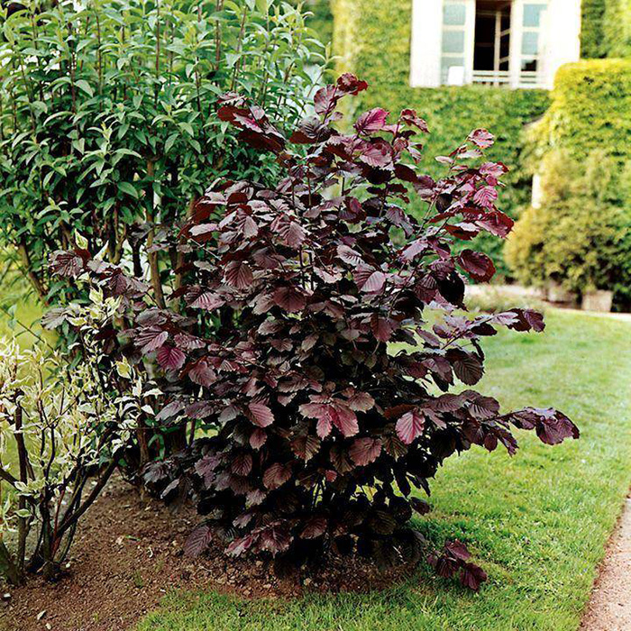 Превью изображения