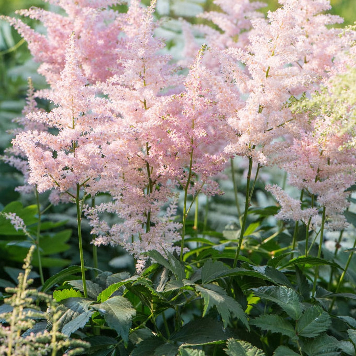 Превью изображения