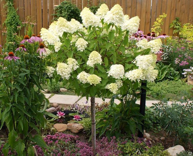 Превью изображения