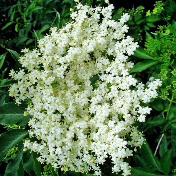 Превью изображения