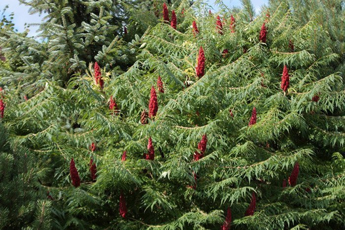 Превью изображения