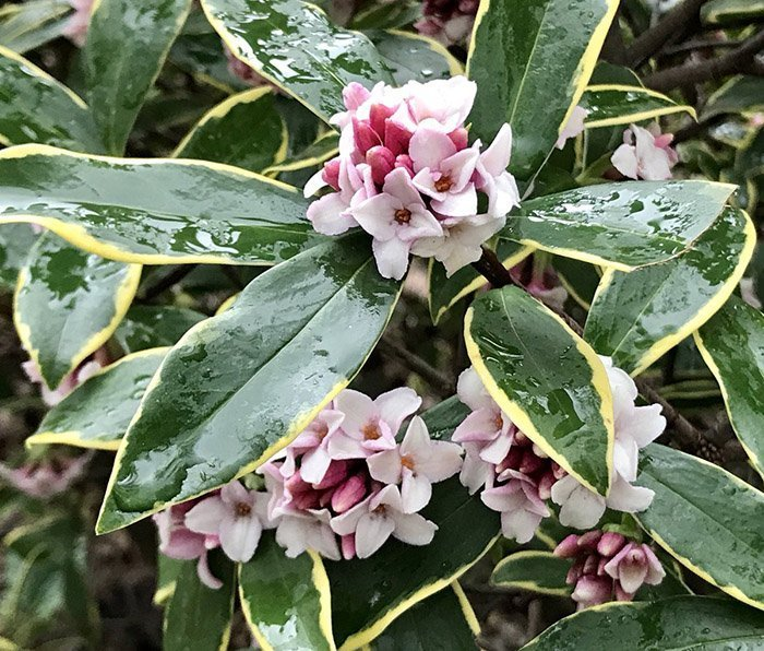 Превью изображения