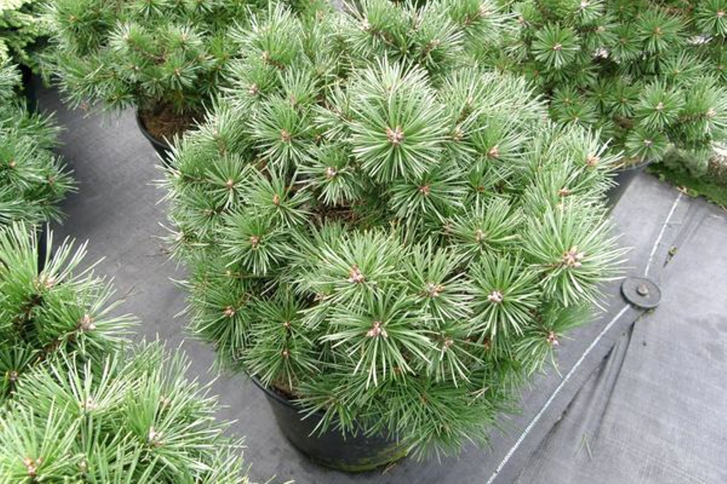 Превью изображения