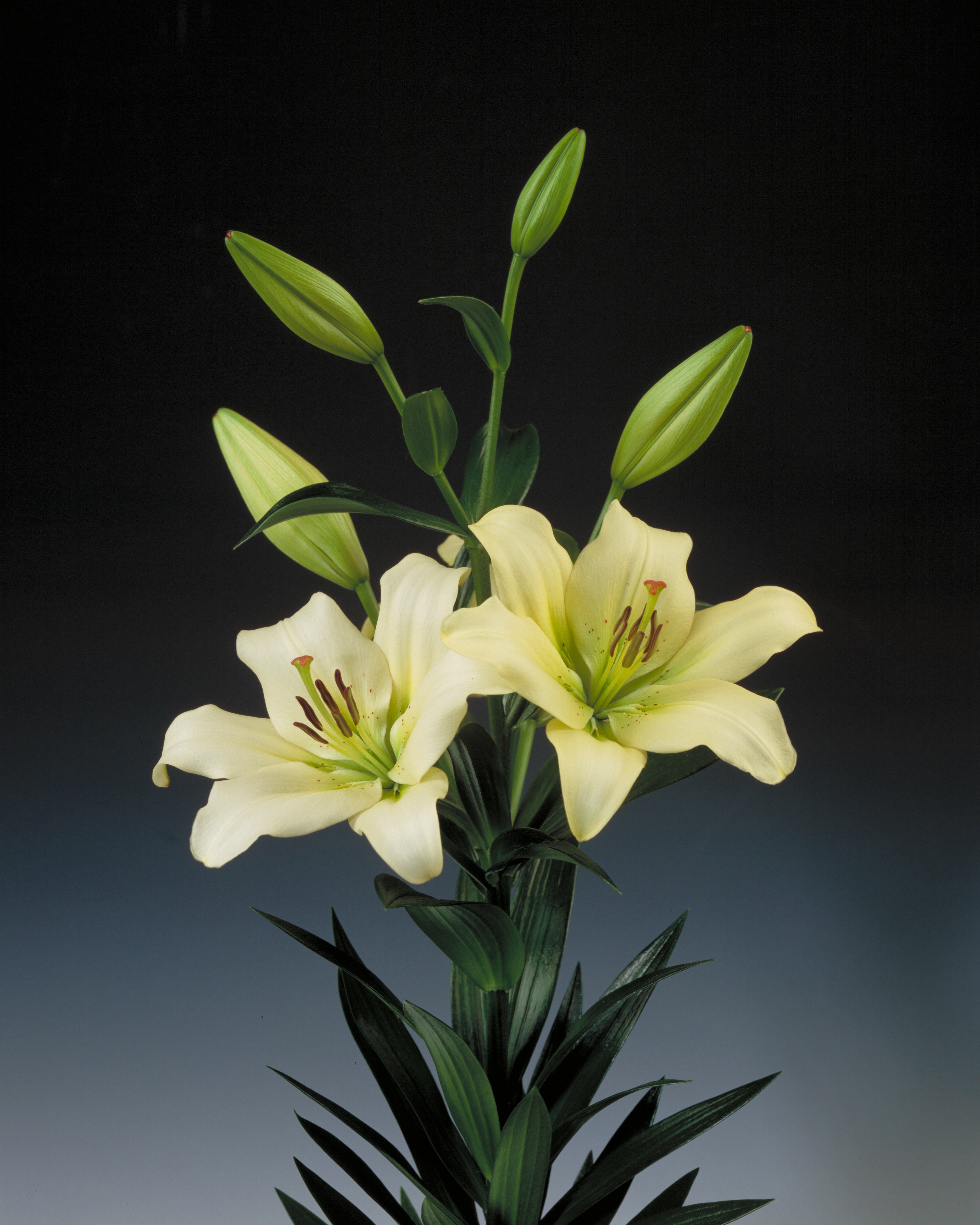 Превью изображения