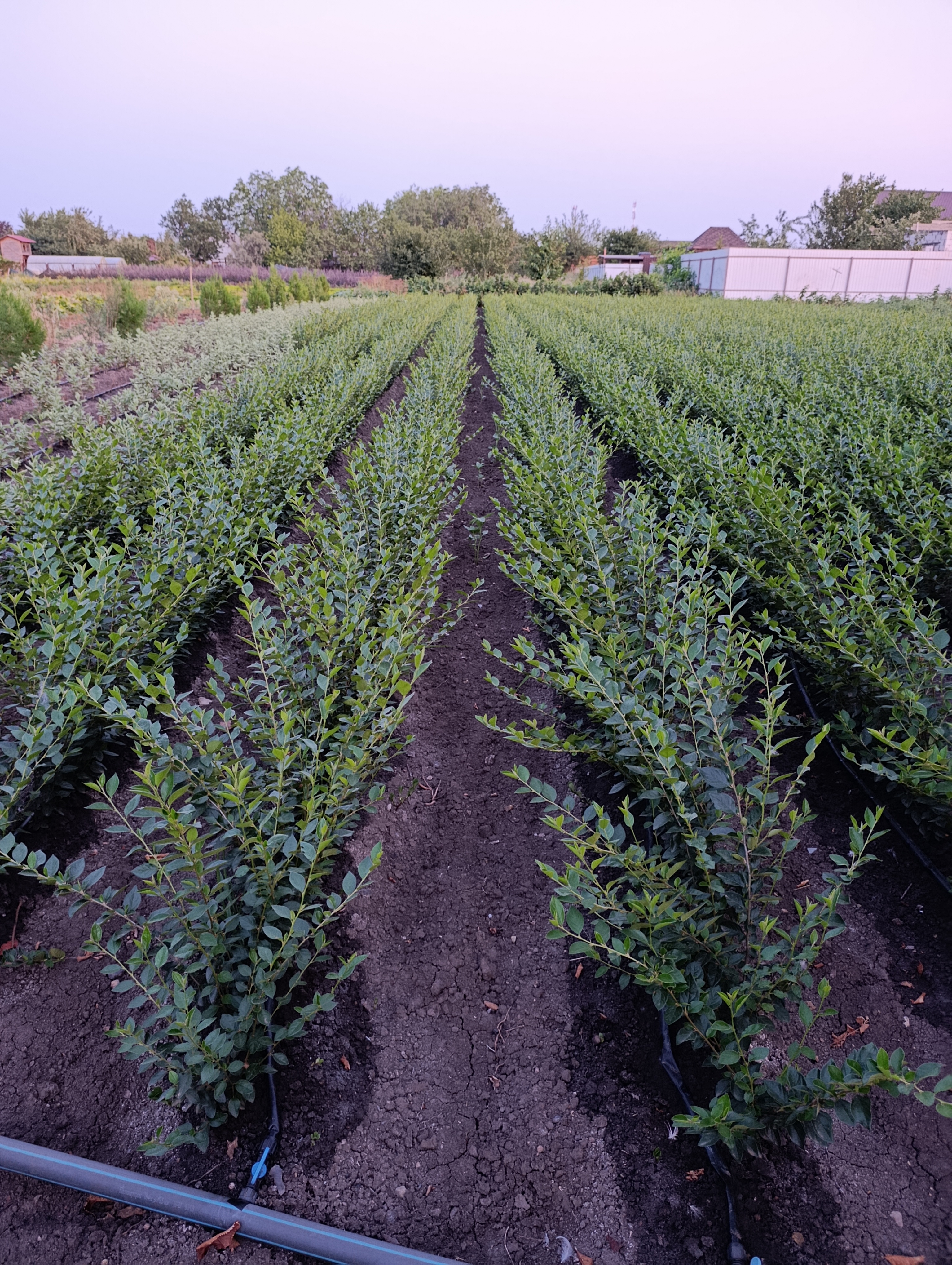 Превью изображения