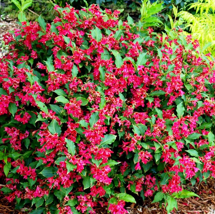 Превью изображения