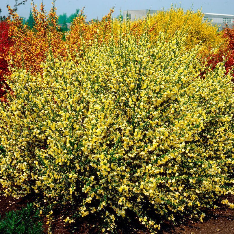 Превью изображения