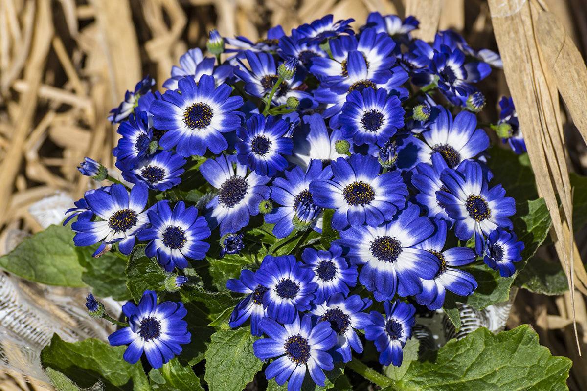 Превью изображения