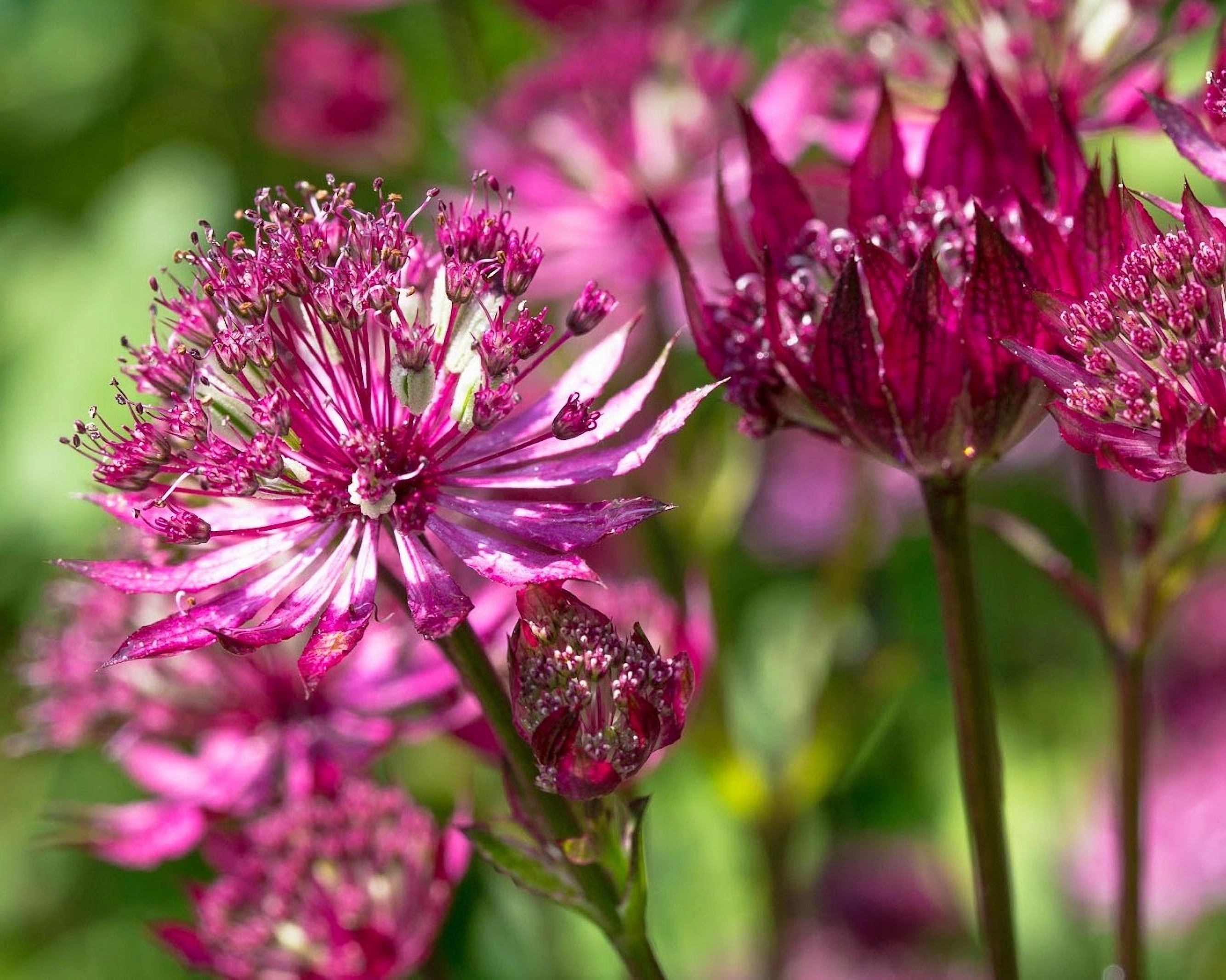 Превью изображения