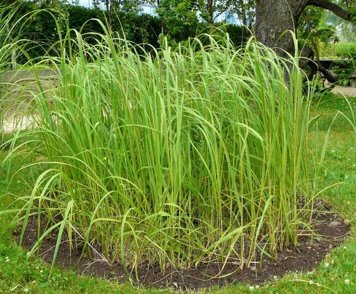 Превью изображения