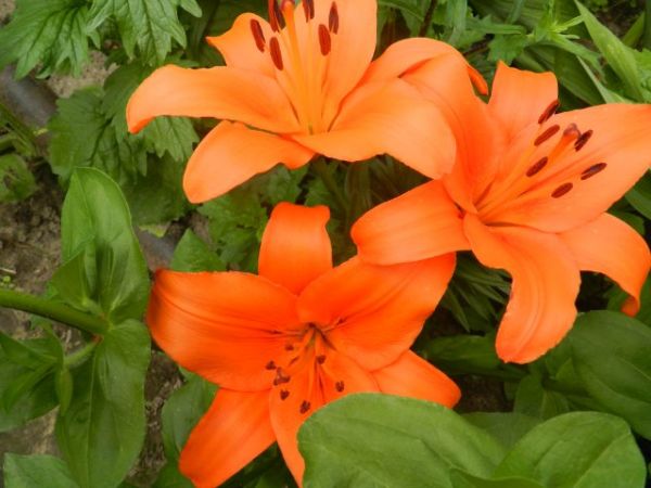 Превью изображения