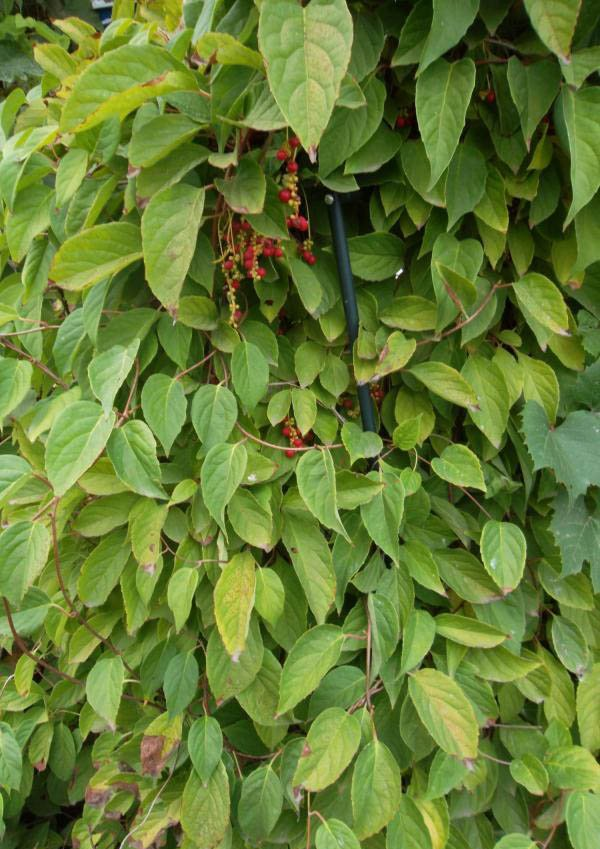 Превью изображения