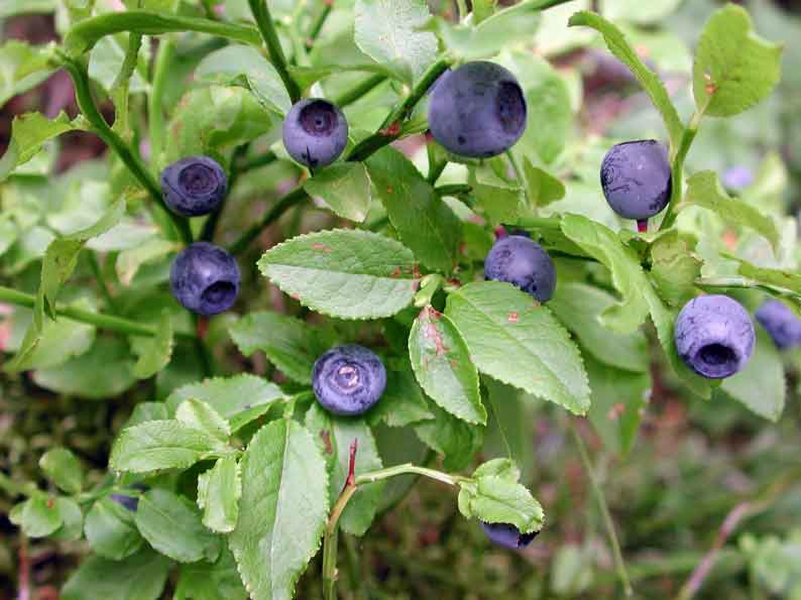 Превью изображения