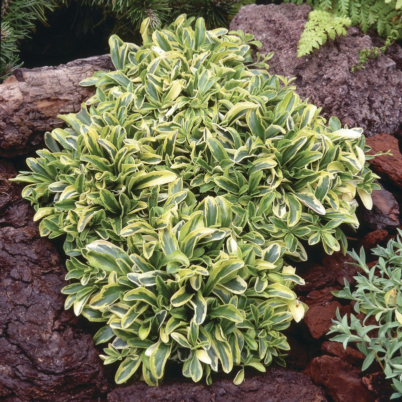 Превью изображения