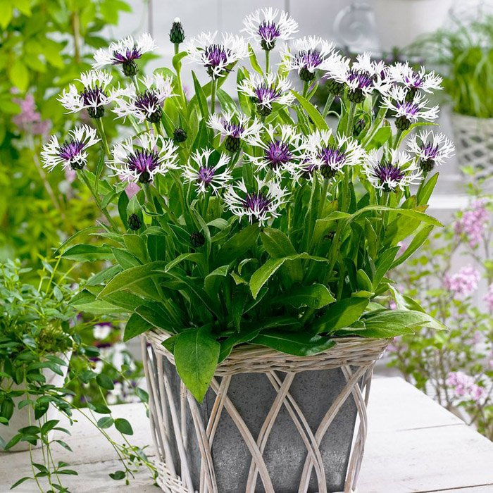 Превью изображения