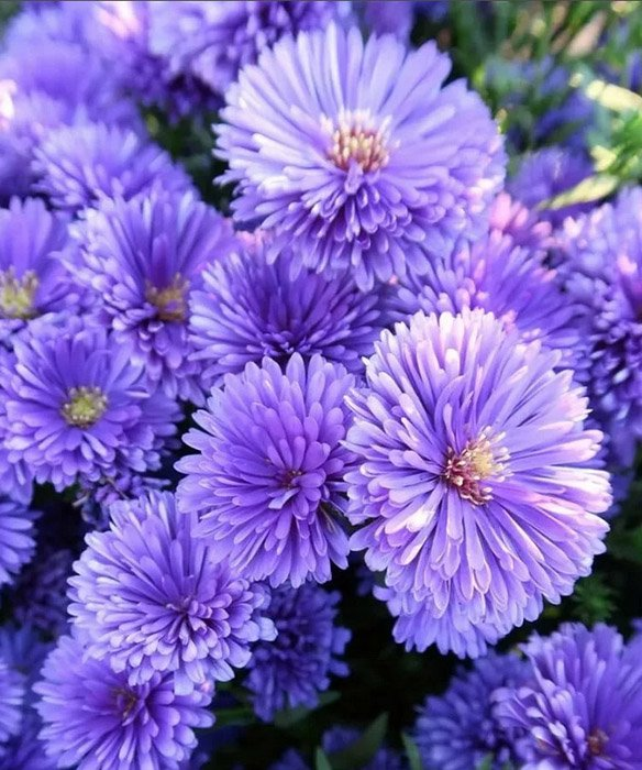 Превью изображения