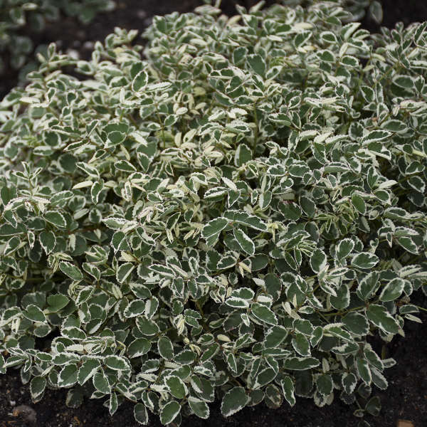 Превью изображения