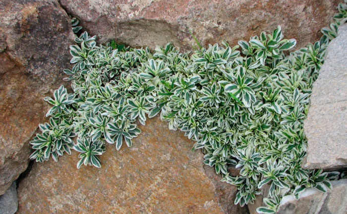 Превью изображения