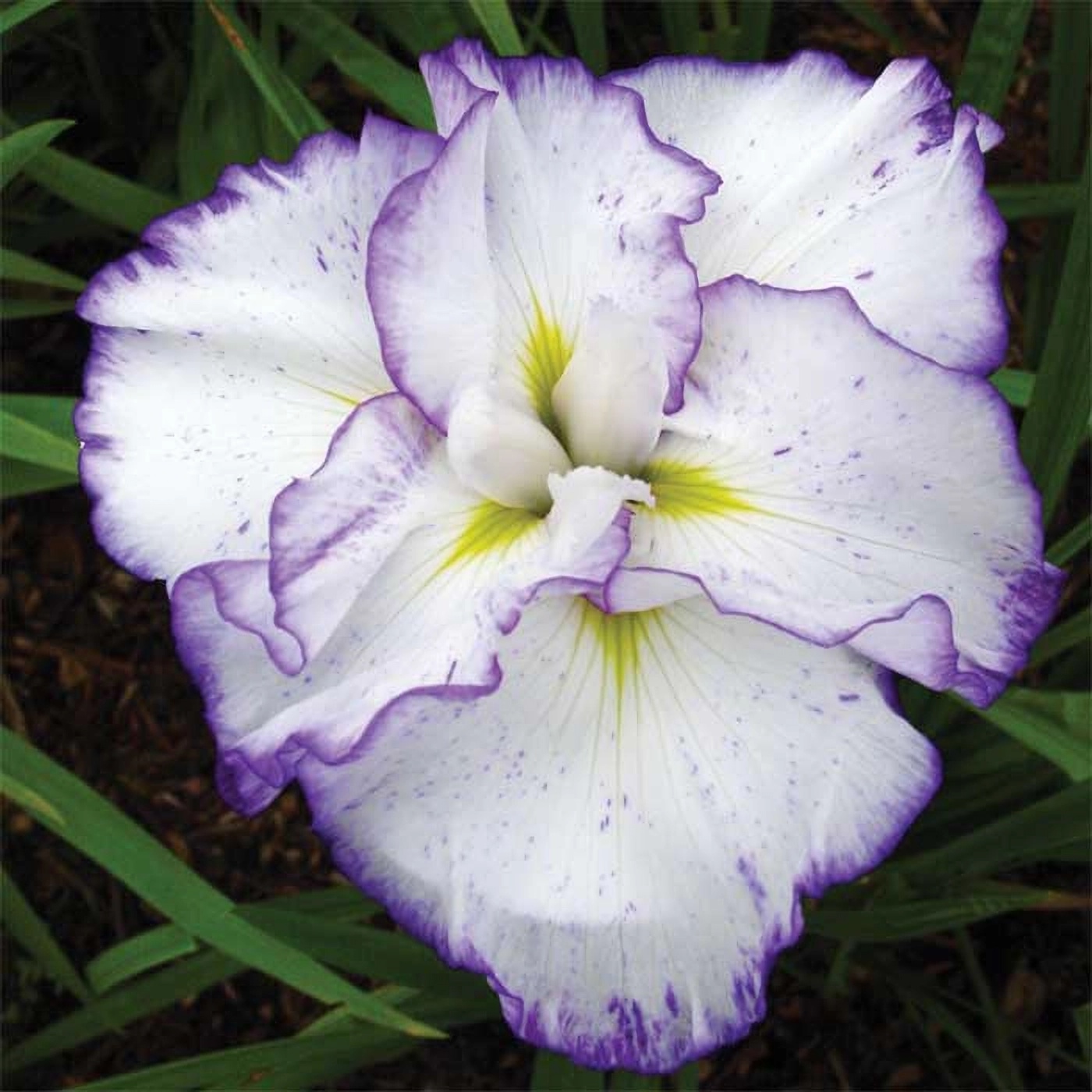 Превью изображения