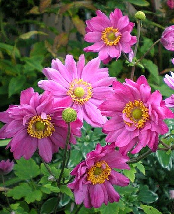 Превью изображения