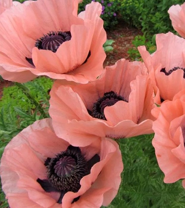 Превью изображения