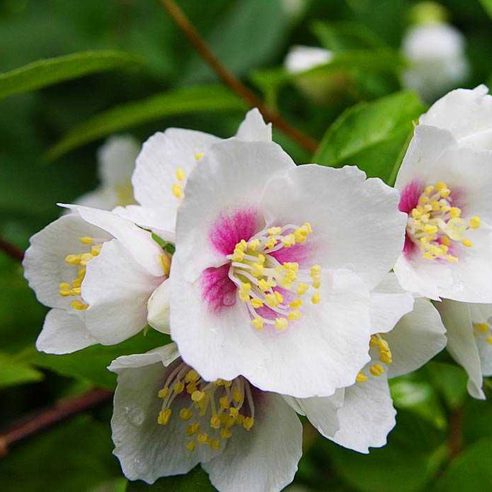 Превью изображения