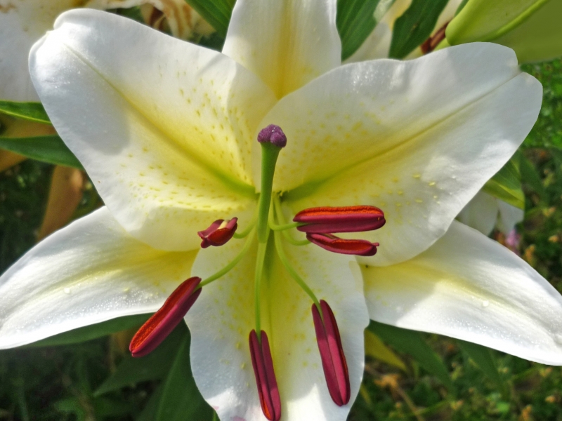 Превью изображения