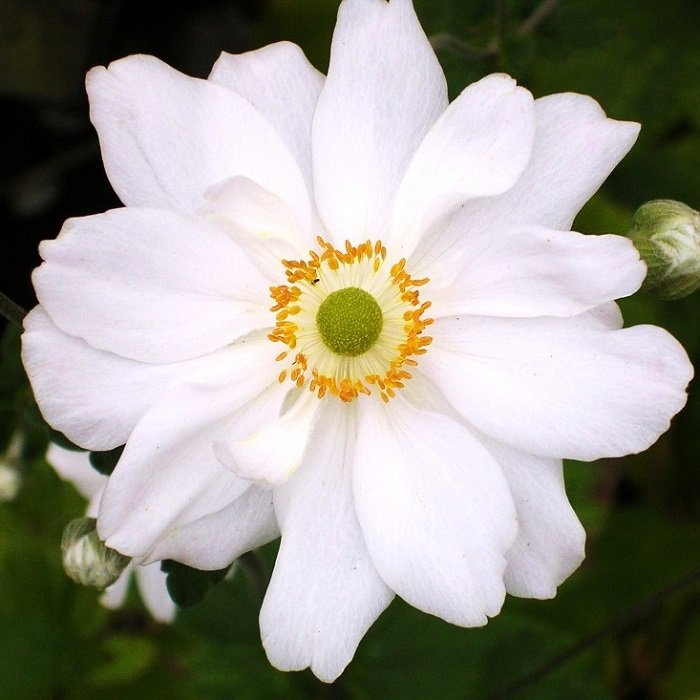 Превью изображения