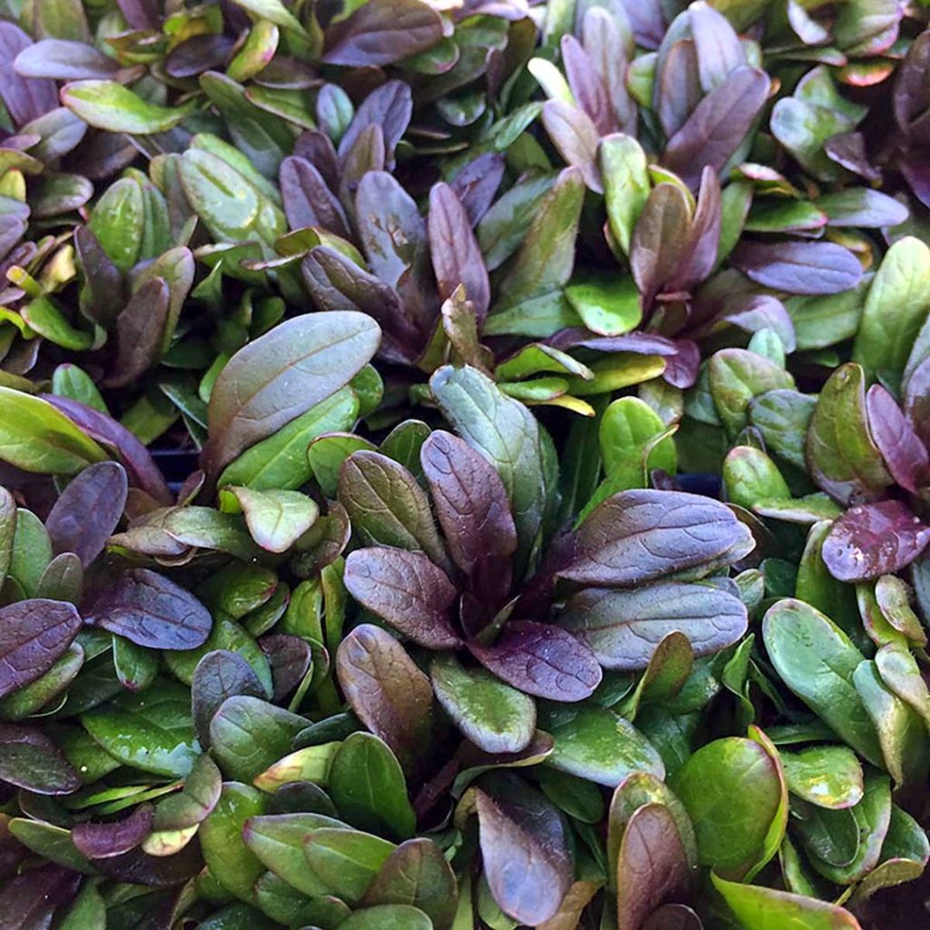 Превью изображения