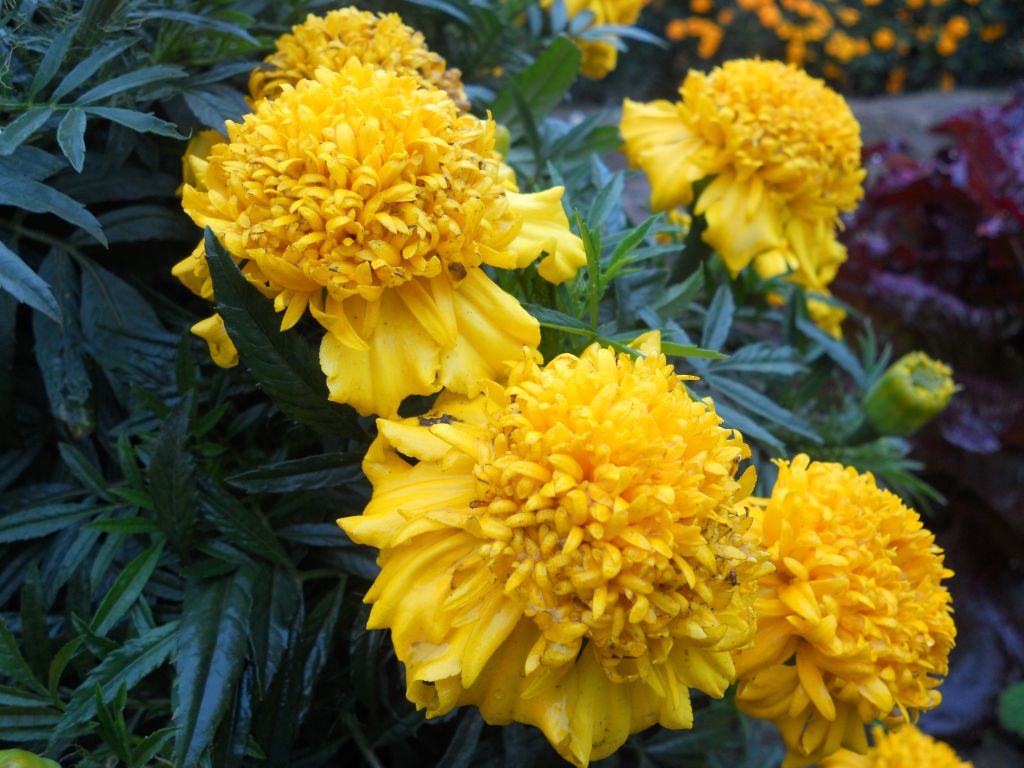 Превью изображения