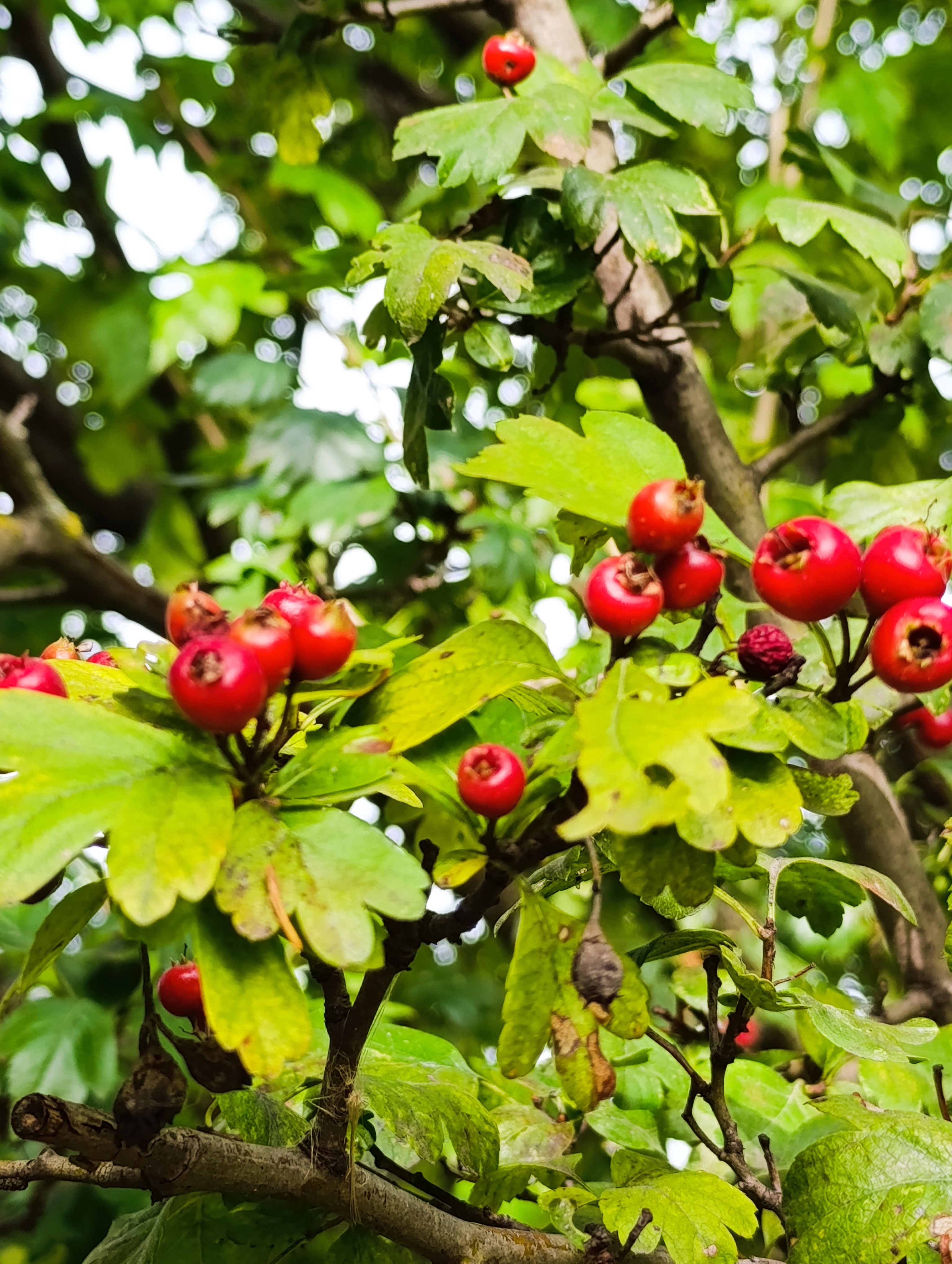 Превью изображения