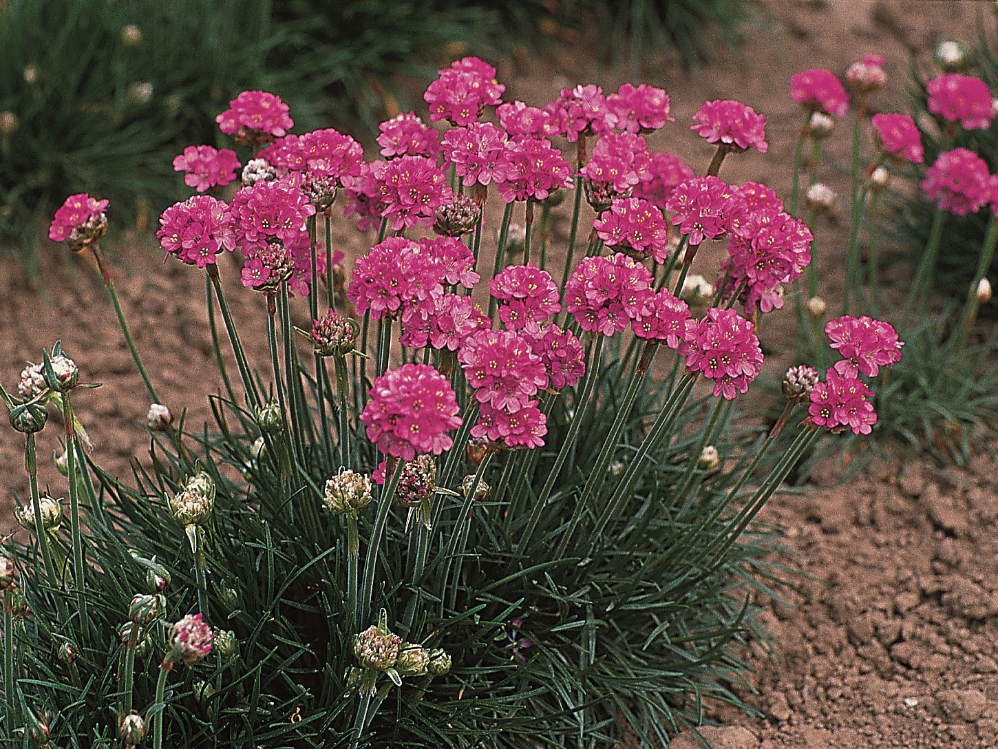 Превью изображения