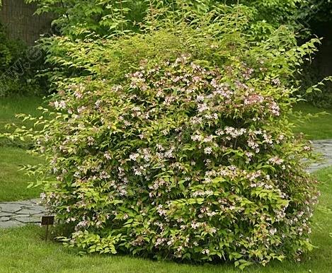 Превью изображения