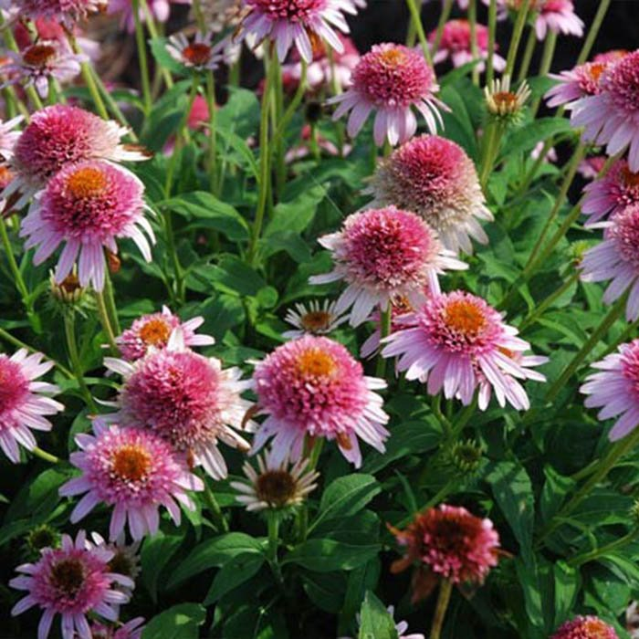 Превью изображения