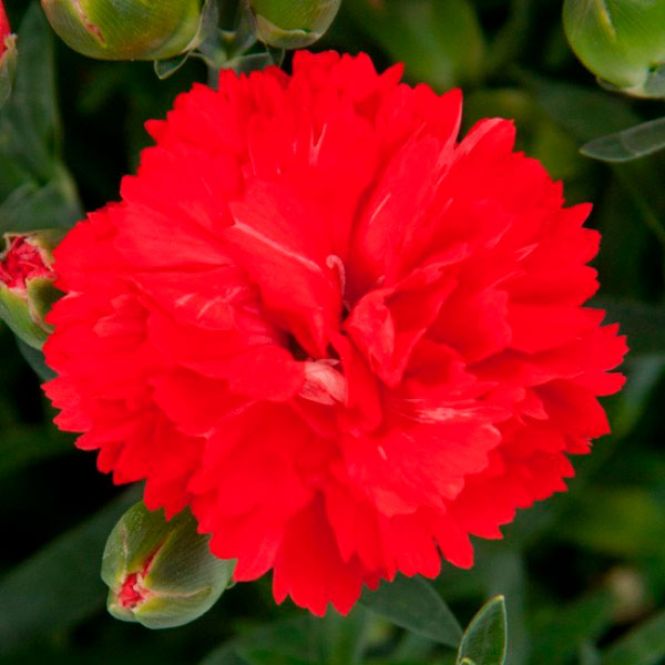 Превью изображения